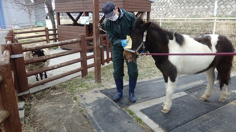 茶白の馬の世話をするスタッフ