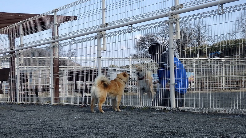 ドッグランで遊ぶ茶色い犬たちに寄り添うスタッフ